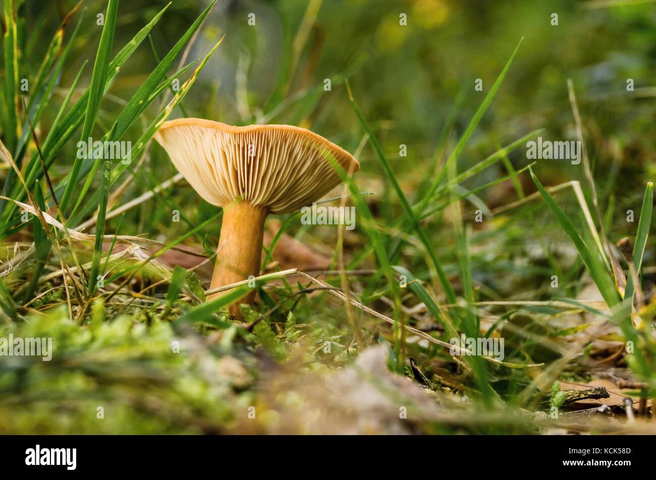 Horizontal photo of orange non-edible camelina. Mushroom is growing in the grass and green moss in forest with with few twigs around. Mushroom has nic Stock Photo