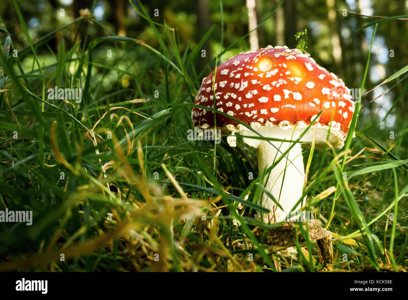 Horizontal photo of red toadstool with several white spots on cap and white leg. Mushroom is growing in the grass in forest. Mushroom is toxic and not Stock Photo