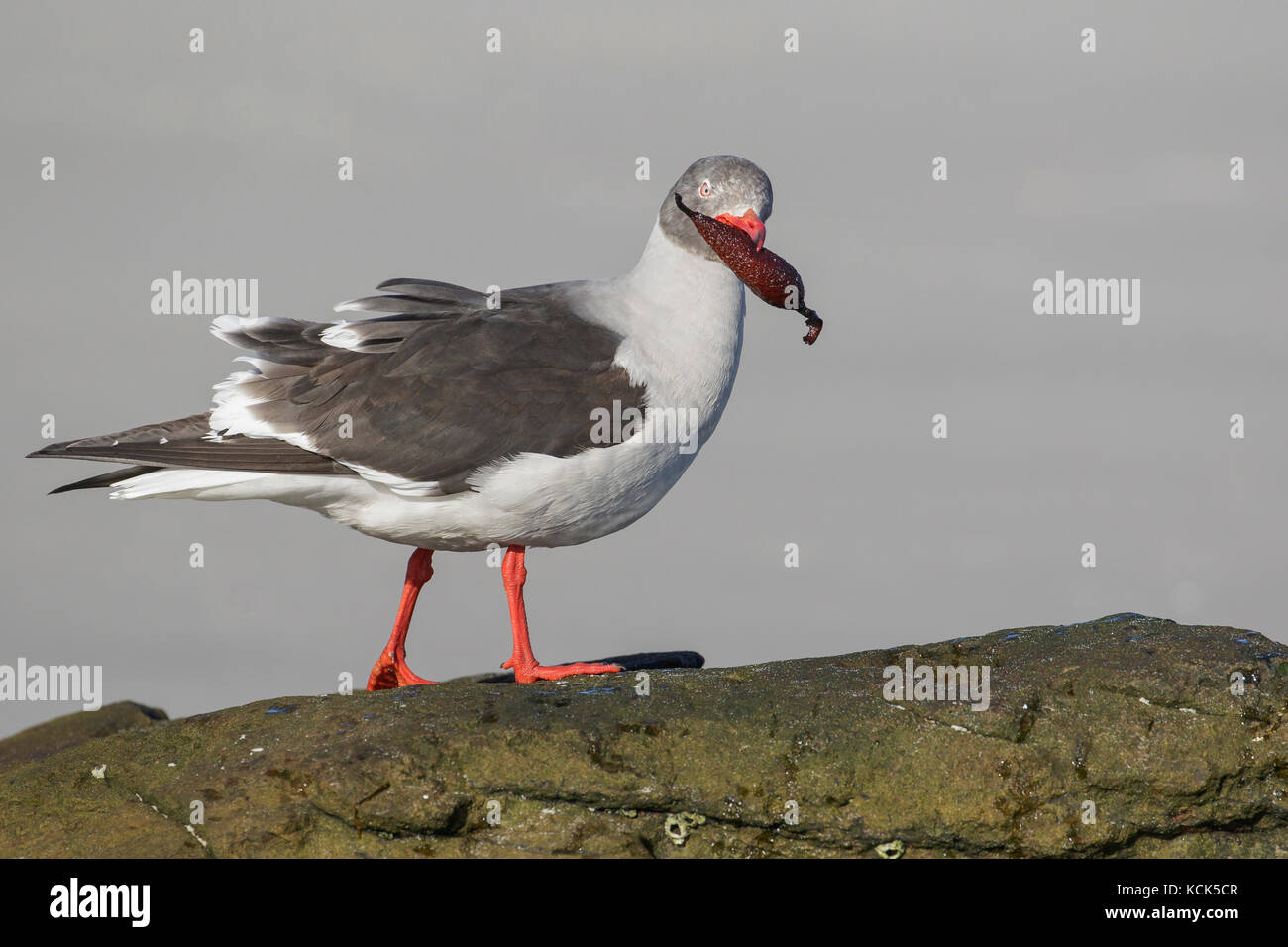 Dolphin Gull, Leucophaeus scoresbii perched on a rock in the Falkland Islands. Stock Photo