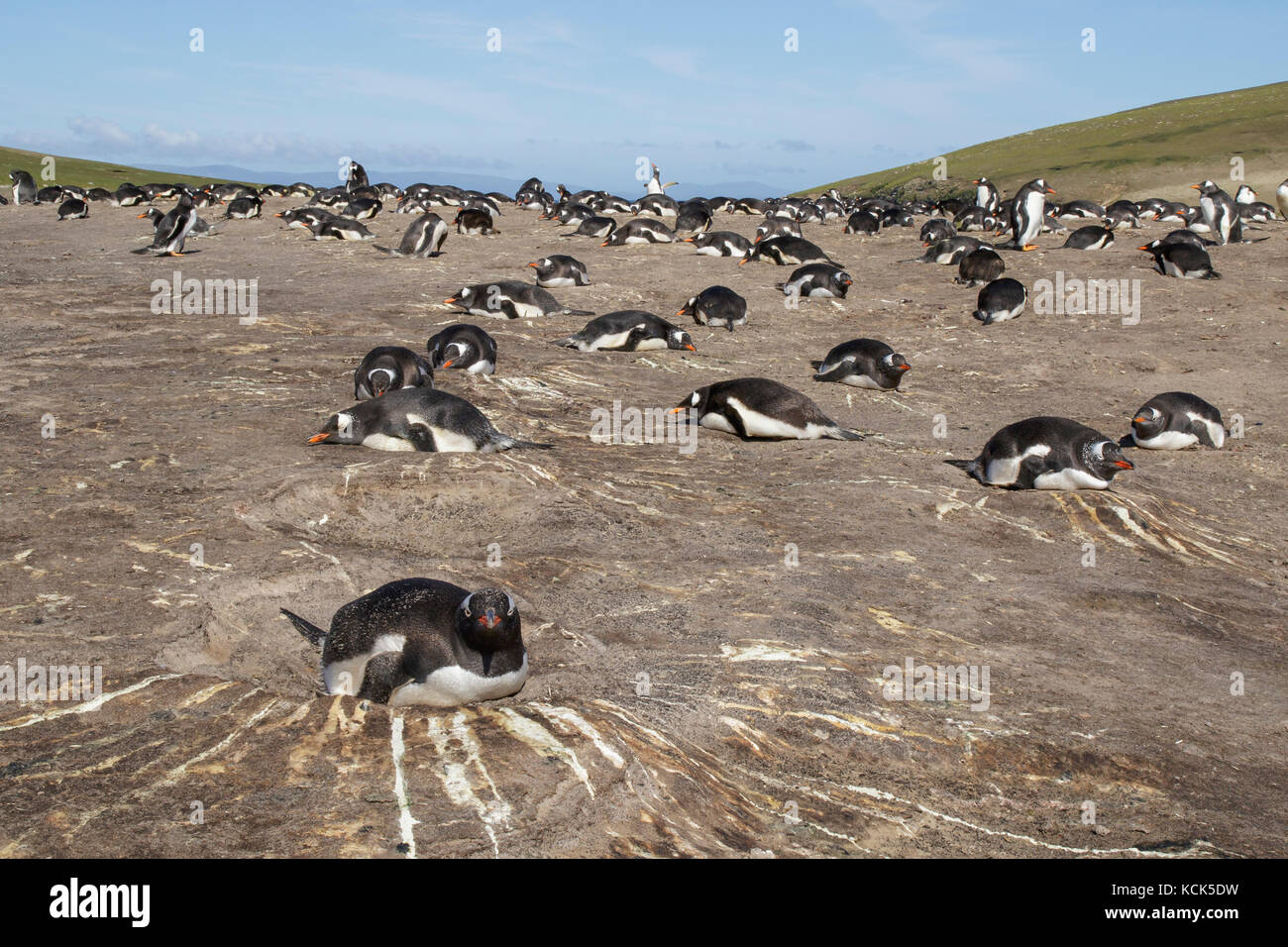Gentoo Penguin (Pygoscelis papua) at its nesting colony in the Falkland Islands Stock Photo