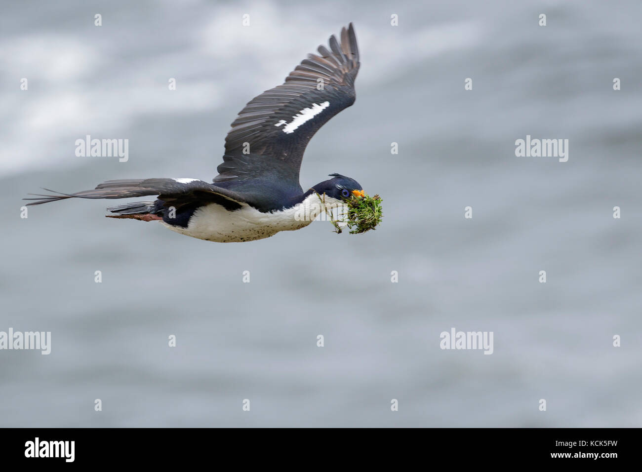 Imperial Cormorant (King) (Phalacrocorax atriceps) at its nesting