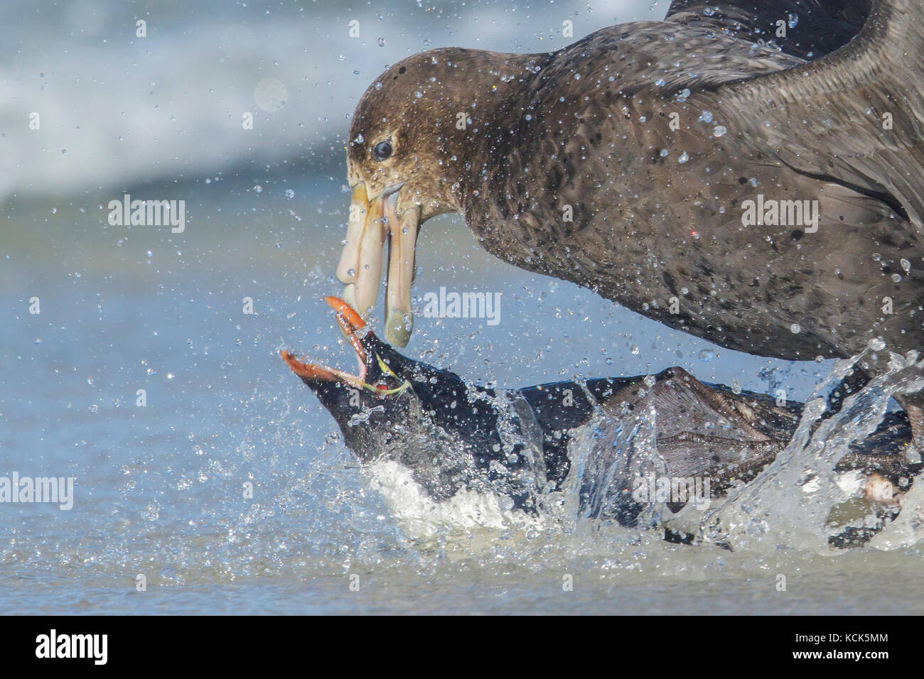 A Giant Petrel attacks a Rockhopper Penguin (Eudyptes chrysocome) as it emerges from the ocean in the Falkland Islands. Stock Photo
