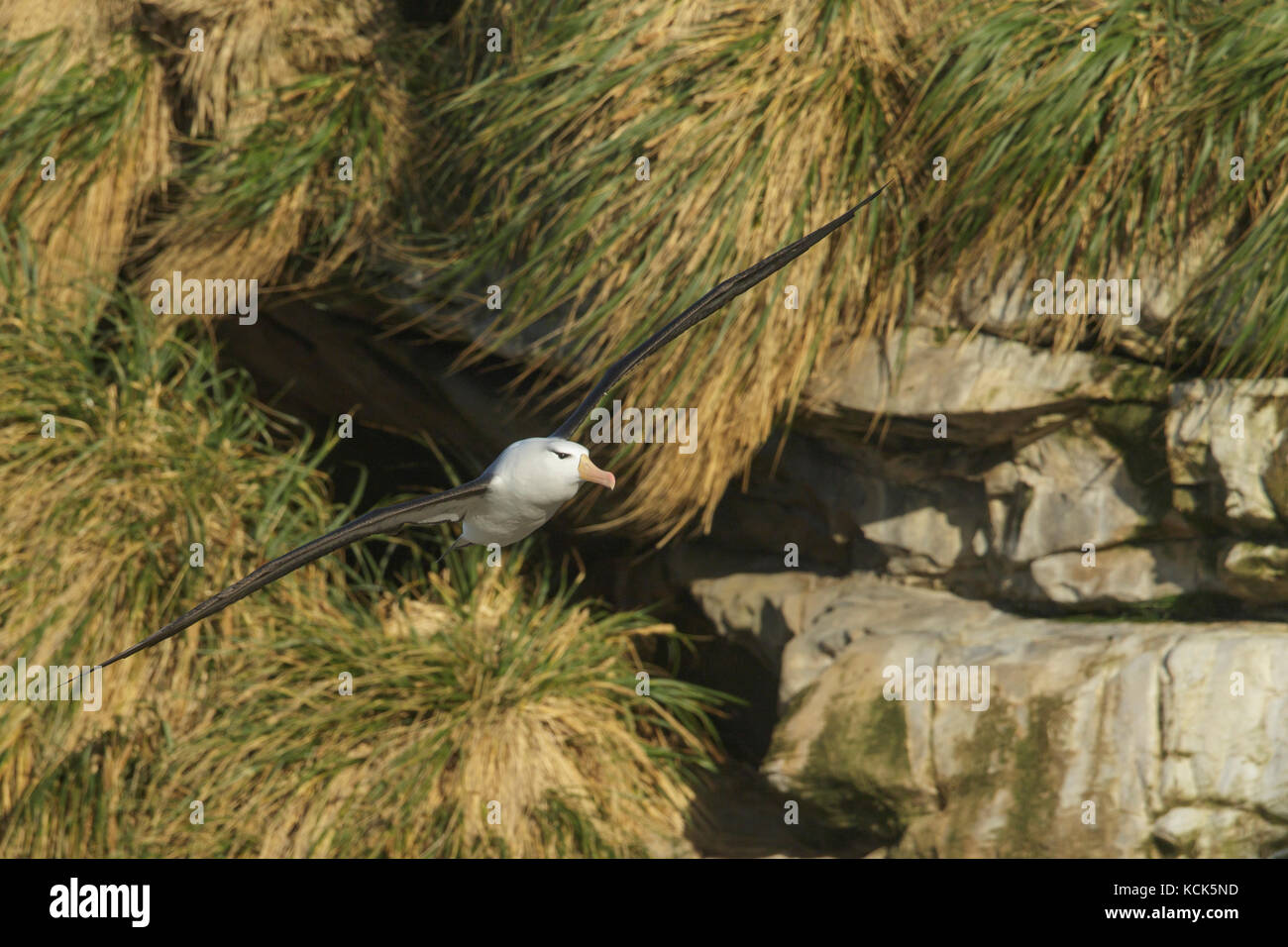 Black-browed Albatross (Thalassarche melanophris) at a nesting colony in the Falkland Islands. Stock Photo