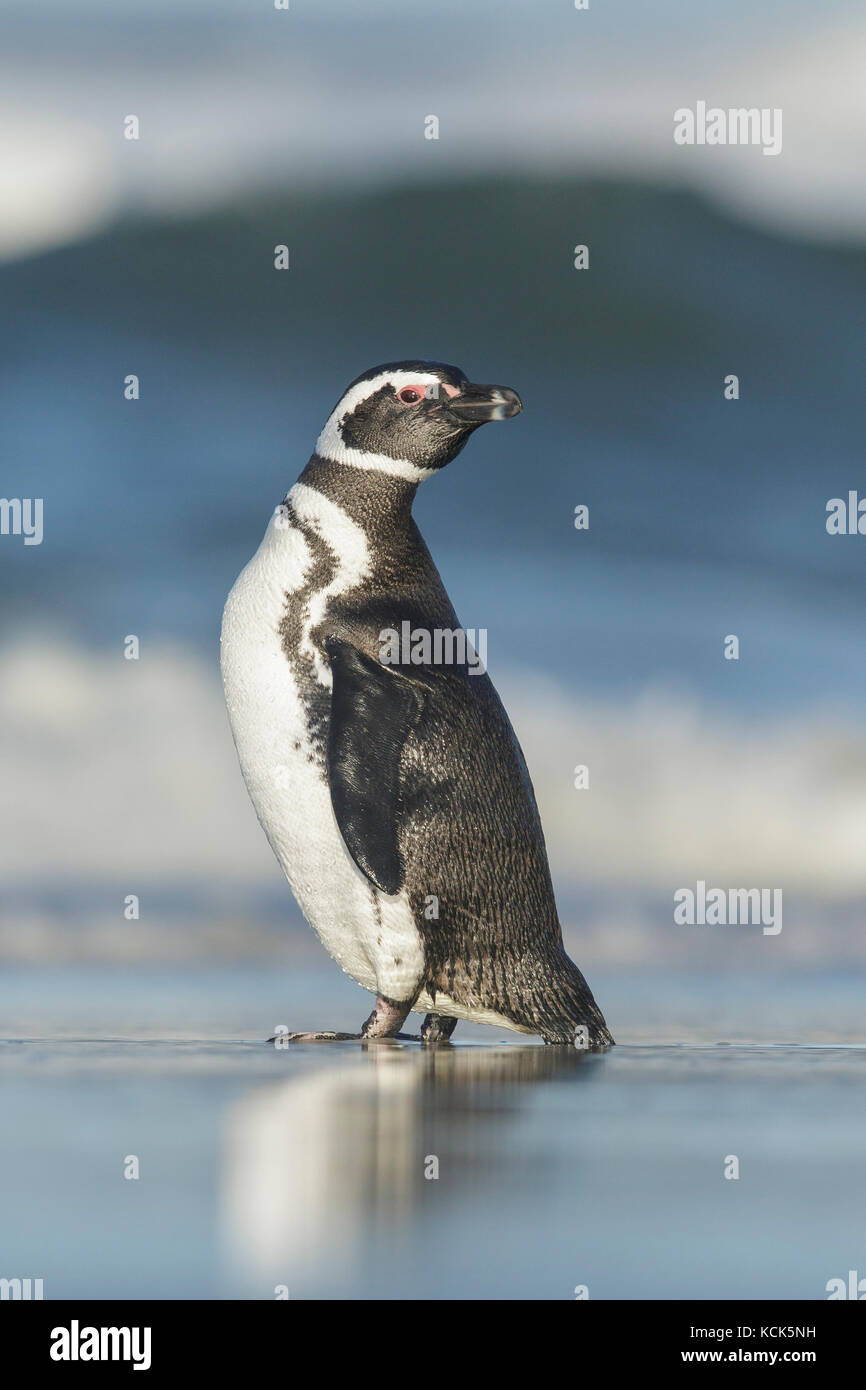 Magellanic Penguin (Spheniscus magellanicus) on a beach in the Falkland Islands. Stock Photo
