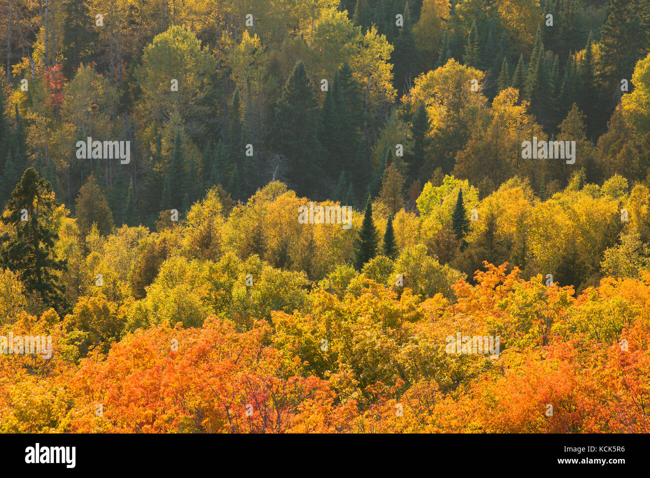 Brilliant autumn aspen and maple trees in late afternoon sun on Oberg Mountain in northern Minnesota Stock Photo