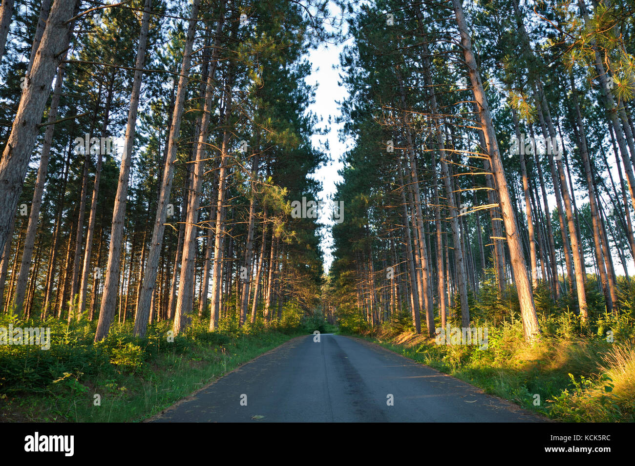 Tall pines and a road in early morning light in northern Minnesota Stock Photo