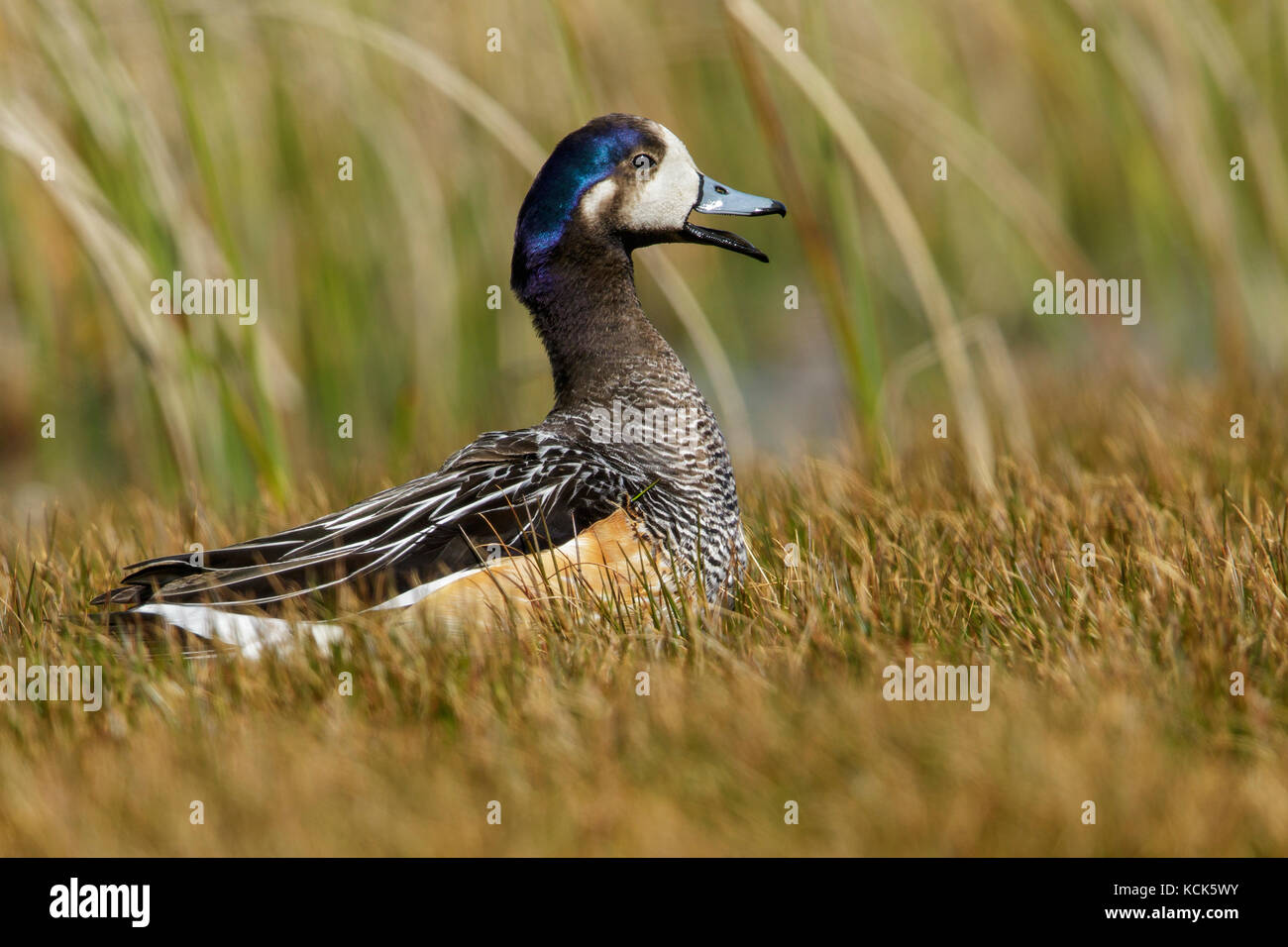 Chiloe Wigeon (Anas sibilatrix) at the edge of a small pond in the Falkland Islands. Stock Photo