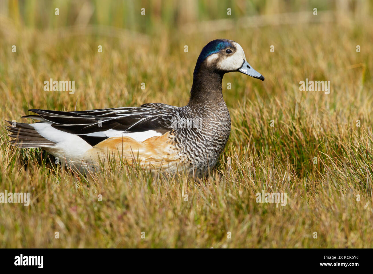 Chiloe Wigeon (Anas sibilatrix) at the edge of a small pond in the Falkland Islands. Stock Photo