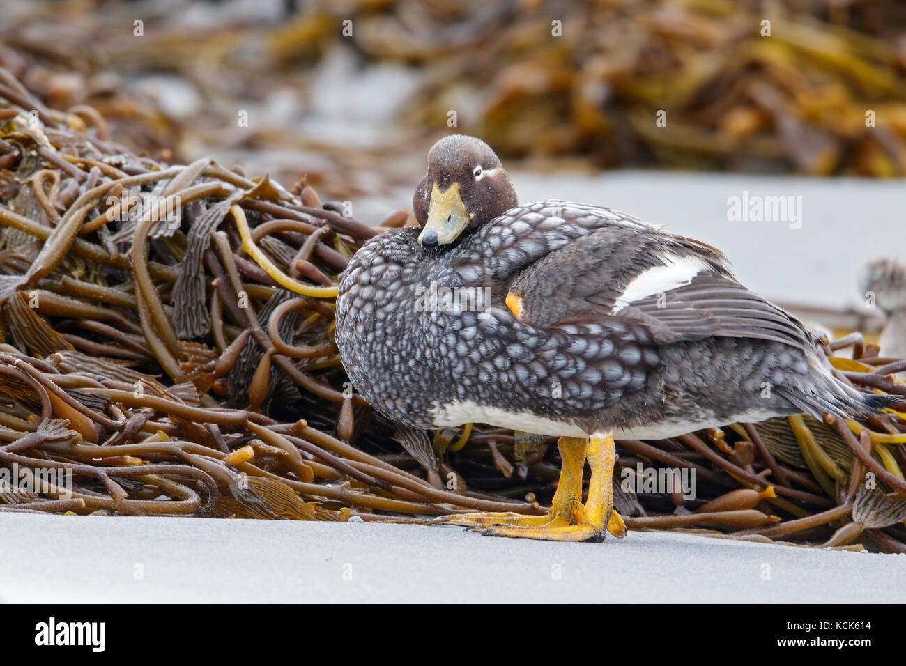 Falkland (Flightless) SteamerDuck (Tachyeres brachypterus) in the