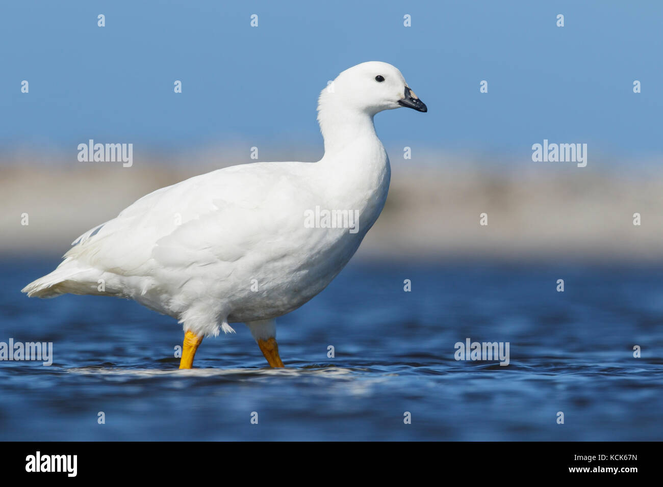 Kelp Goose (Chloephaga hybrida) feeding in a tidal lagoon in the Falkland Islands. Stock Photo