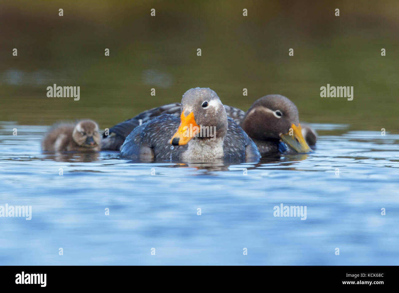 Flying Steamer Duck (Tachyeres patachonicus) swimming on a small pond in the Falkland Islands. Stock Photo