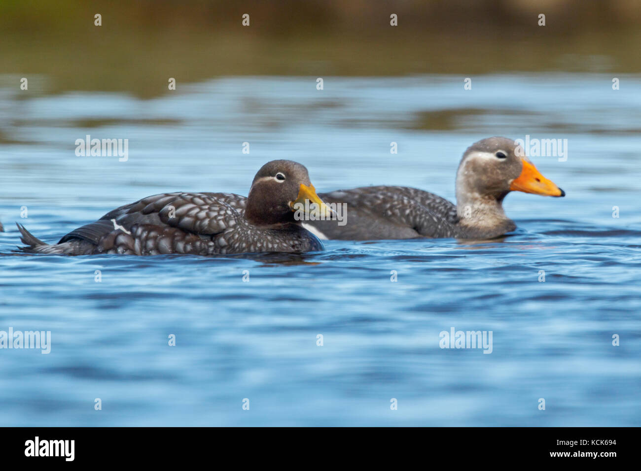 Flying Steamer Duck (Tachyeres patachonicus) swimming on a small pond