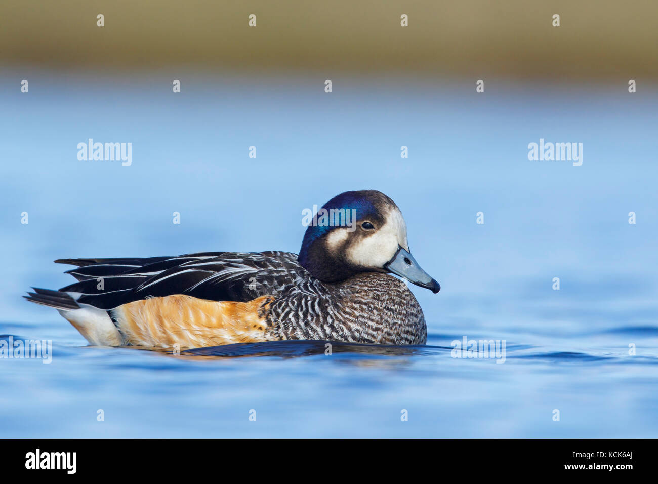 Chiloe Wigeon (Anas sibilatrix) swimming on a small pond in the Falkland Islands. Stock Photo