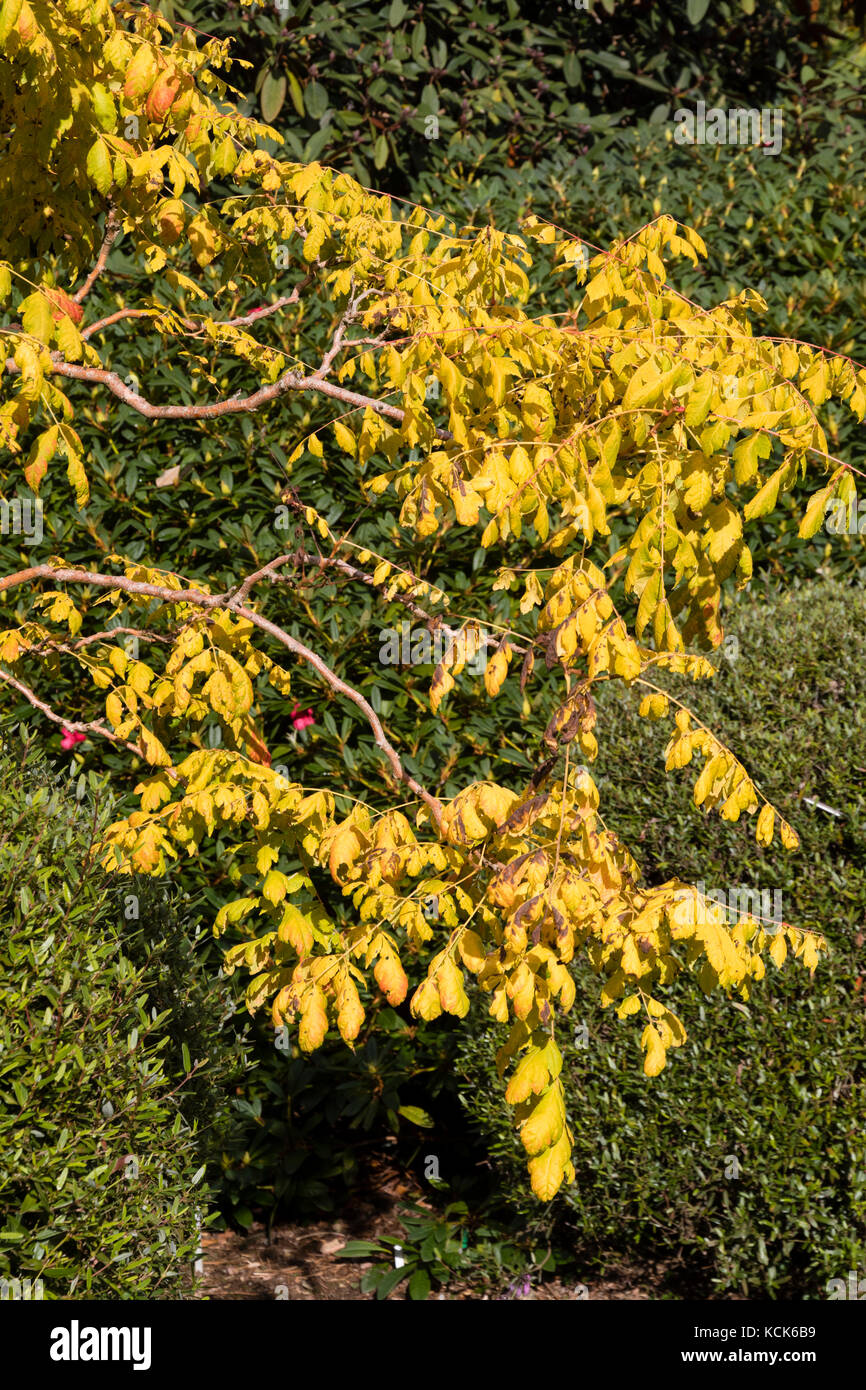 Yellow autumn foliage colour of the selected form of the Golden rain tree, Koelreuteria paniculata 'Coral Sun' Stock Photo