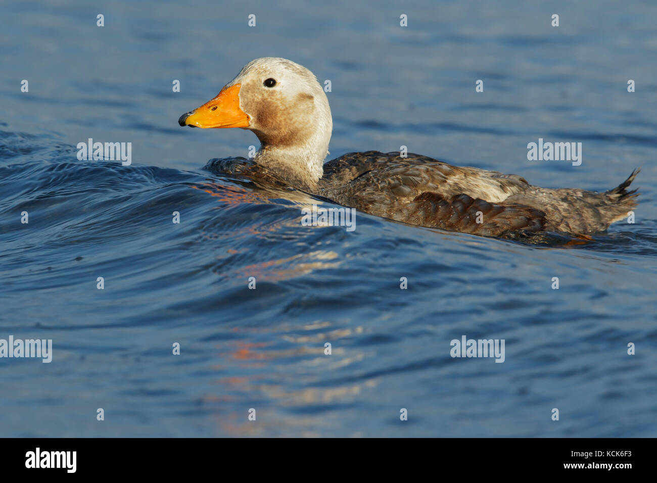 Falkland (Flightless) SteamerDuck (Tachyeres brachypterus) swimming in