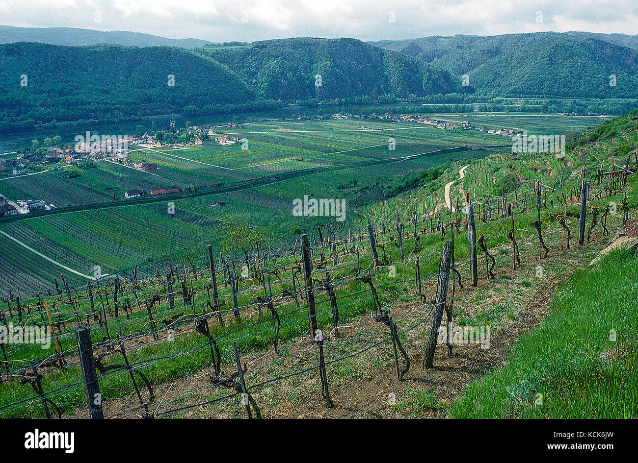 vineyards of Loiben, Wachau, Austria Stock Photo