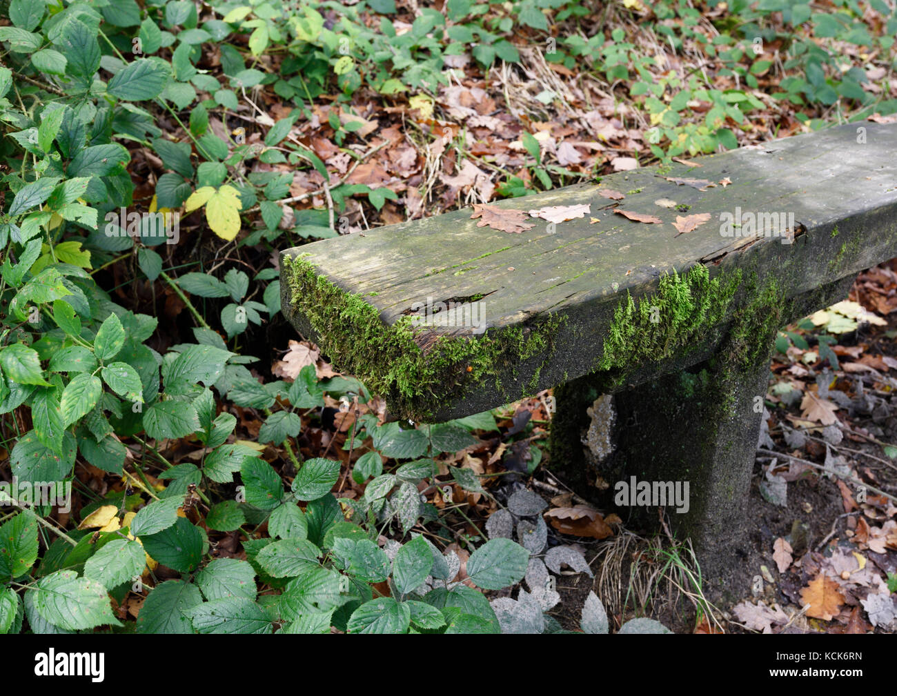 Moss growing on wooden bench in burrs country park bury lancashire uk Stock Photo Alamy
