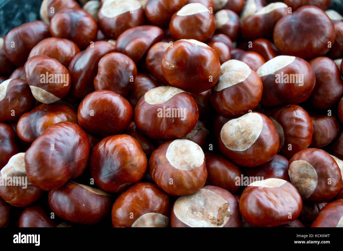 Collection of horse chestnuts close up autumn harvest English conkers collected in a pile fresh from the horse chestnut tree in Suffolk United Kingdom Stock Photo