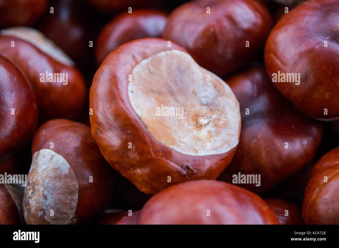 Collection of horse chestnuts close up autumn harvest English conkers collected in a pile fresh