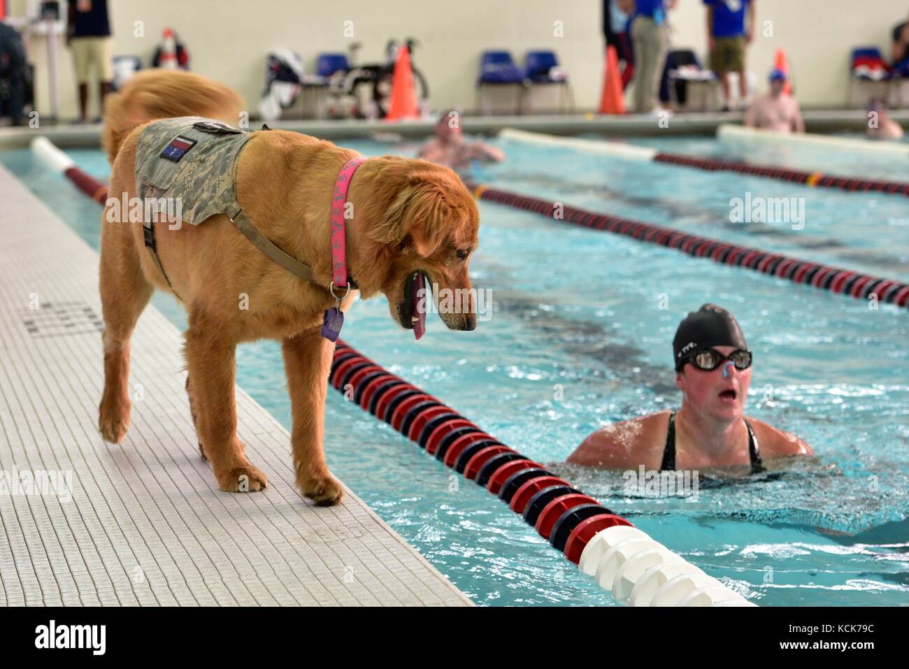Military service dog Moxie runs alongside the pool while her handler warms up for the Department of Defense Warrior Games swimming competition at the University of Illinois July 8, 2017 in Chicago, Illinois. The DoD Warrior Games allow wounded, ill and injured soldiers and veterans to compete in Paralympic-style sports.  (photo by Alexandria Rockford  via Planetpix) Stock Photo