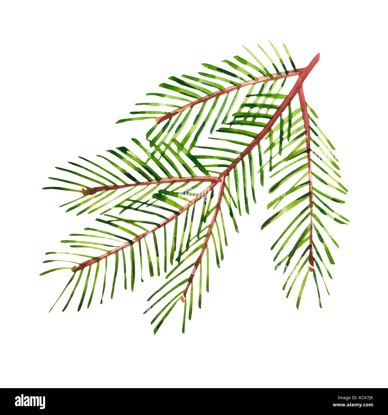 Watercolor Christmas tree branches. Hand painted texture with fir