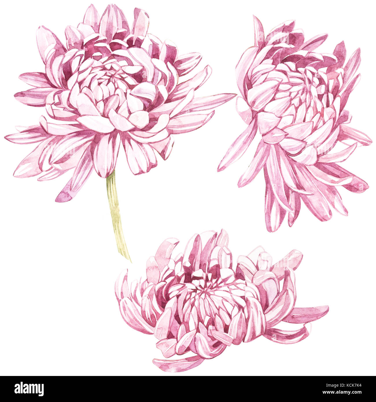 Chrysanthemum Watercolor Sketchbook Handbook Travel Journal Watercolor  Painting Watercolor Paper 