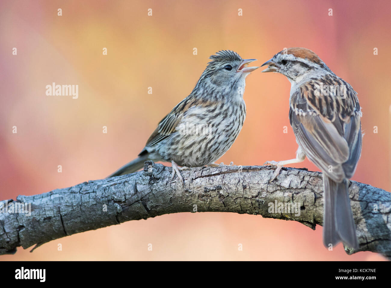Adult chipping sparrow hi-res stock photography and images - Alamy