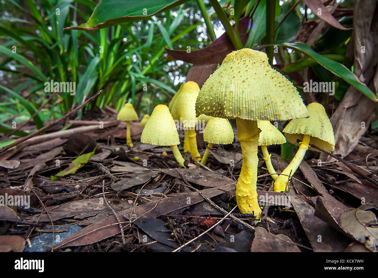 Mushrooms in New South Wales Australia Yellow fold umbrella Leucoprinus birnbaumii Stock Photo