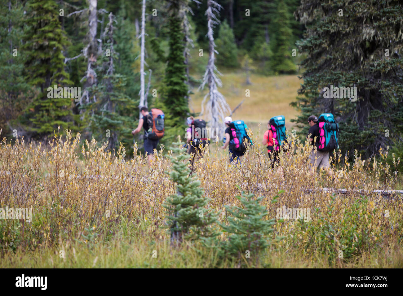 Five hikers make their way along the boardwalks in Paradise Meadows, near Mt. Washington, Strathcona Park, Mt. Washington, The Comox Valley, Vancouver Island, British Columbia, Canada Stock Photo