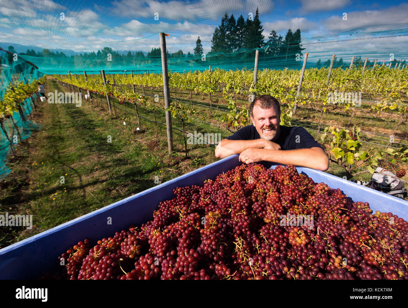 A smiling worker oversees the collection of ripened Ortega Grapes, harvested at Beaufort Vineyard and Estate Winery.  Courtenay, Vancouver Island, British Columbia, Canada. Stock Photo