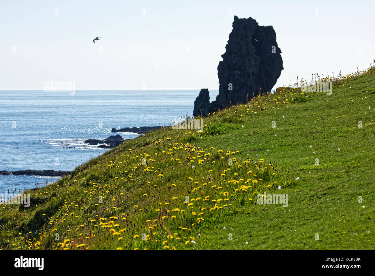 Shoreline and cliffs of basalt rock at Arnarstapi nature reserve seen ...