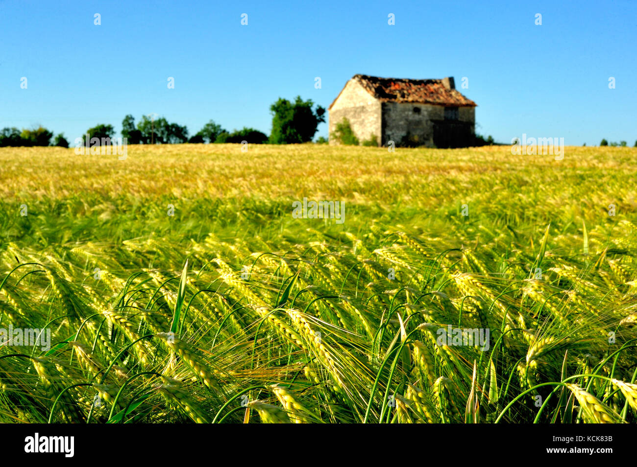 wheat field in spring near Beaumont-du-Perigord, Dordogne Département, Aquitaine, France Stock Photo