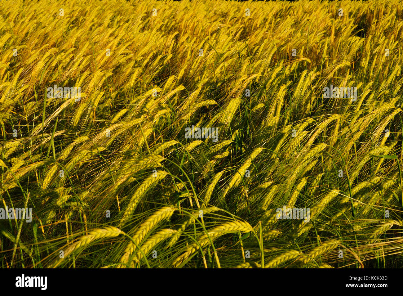 wheat field in spring near Beaumont-du-Perigord, Dordogne Département, Aquitaine, France Stock Photo