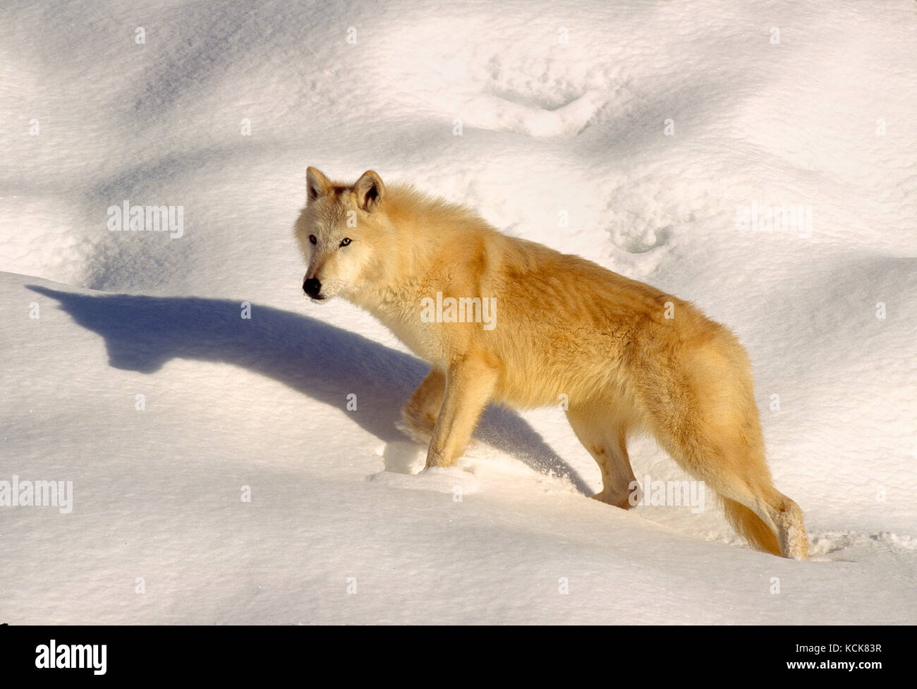 Canada. Quebec. Wildlife. Arctic Wolf. Stock Photo