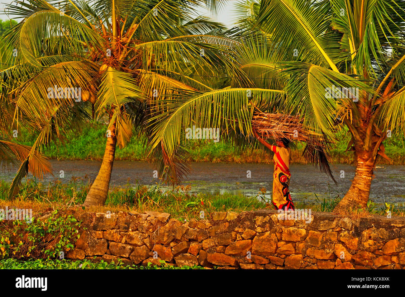 woman carrying firewood on her head beside backwaters between Kollam and Cochin, Kerala, India Stock Photo