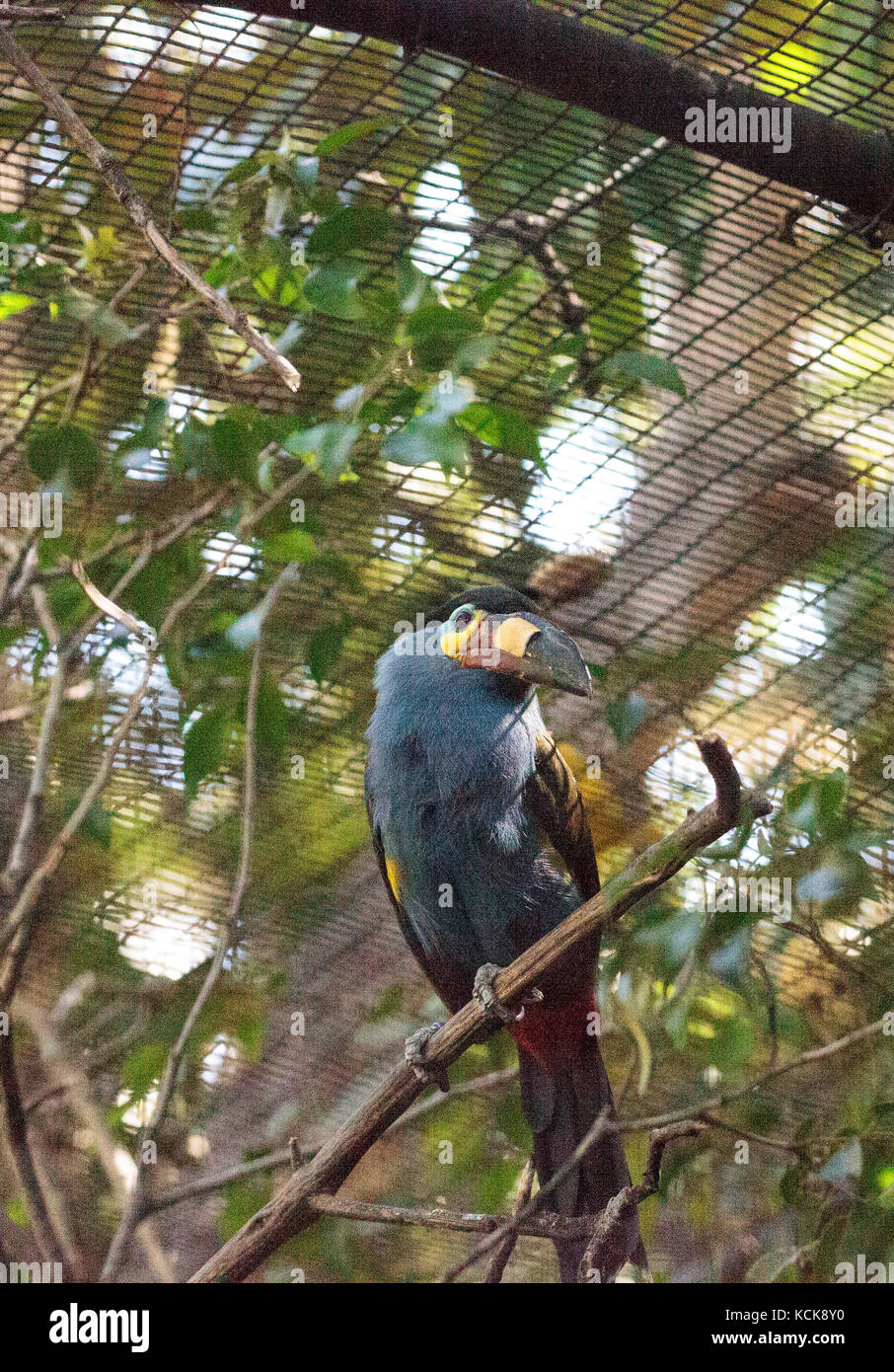 Plate-billed mountain toucan Andigena laminirostris behind the walls of a cage Stock Photo