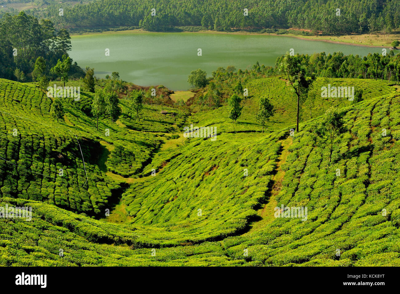 tea plantation near Munnar, Kerala, India Stock Photo Alamy