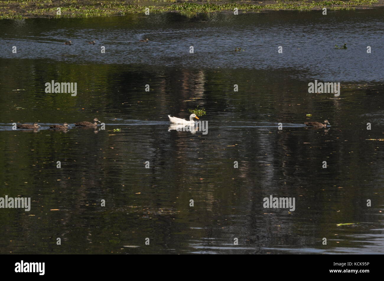 A domesticated Peking duck (Anas platyrhynchos) living among wild Pacific Black ducks (Anas superciliosa), Ross River, Townsville, QLD, Australia Stock Photo