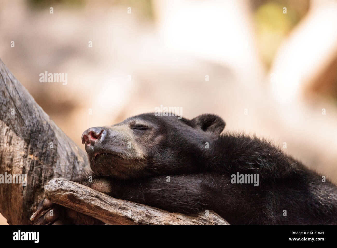 Sun bear Helarctos malayanus sleeps on a tree and is found in the tropical habitats of Southeast Asia. Stock Photo