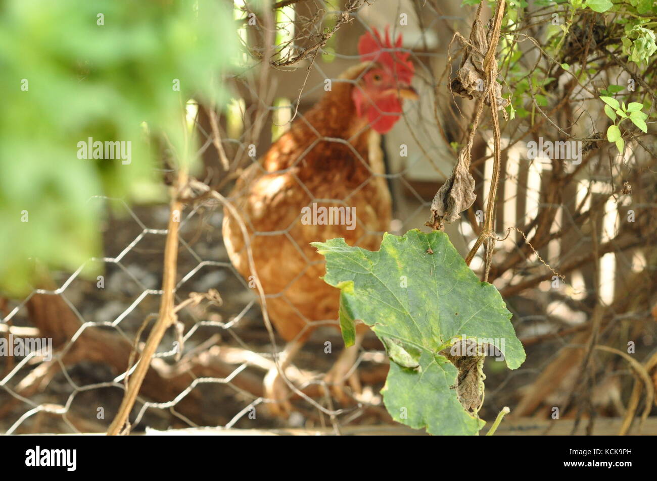 Rhode Island Red chicken (Gallus gallus), Townsville, Queensland