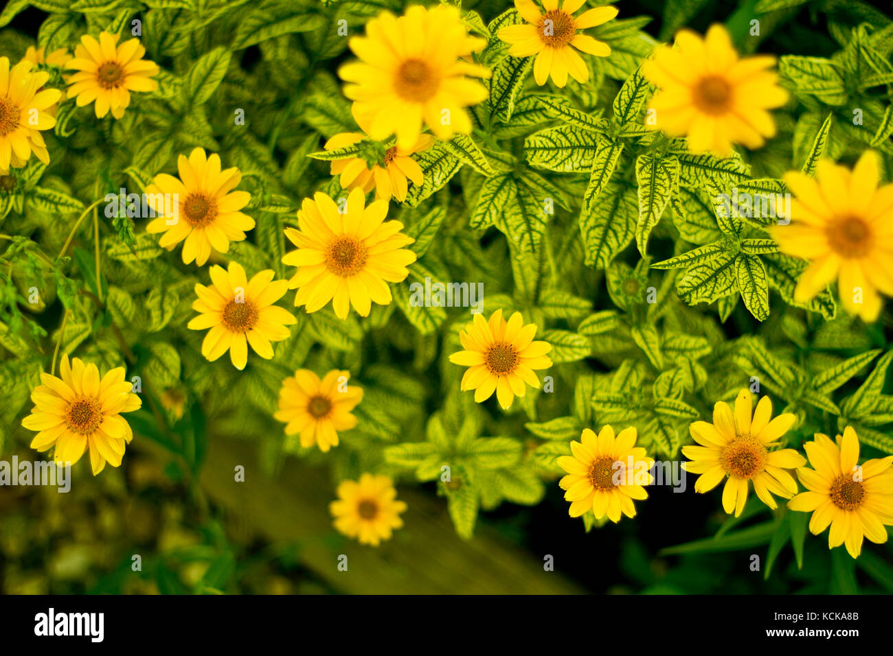 yellow flowers seen from top Stock Photo