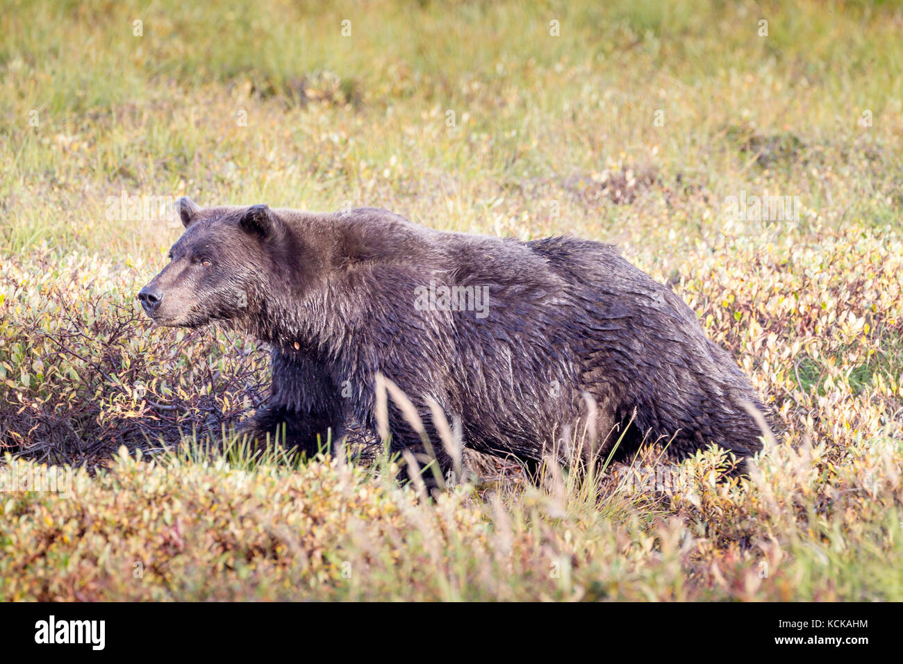 Grizzly Bear (Ursus arctos) north of the Arctic Circle in the Yukon, Canada Stock Photo