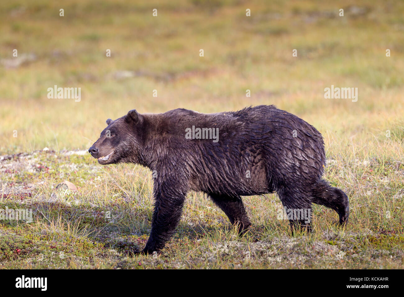 Grizzly Bear (Ursus arctos) north of the Arctic Circle in the Yukon, Canada Stock Photo