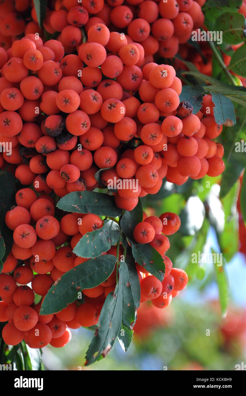 Fruits of rowan berries mountain ash tree Stock Photo Alamy