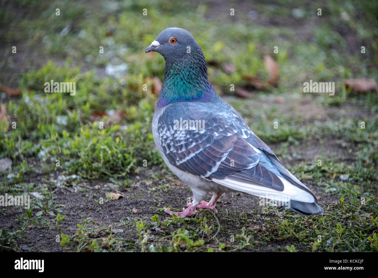 pigeon sitting on a ground. close up shot of pigeons Stock Photo Alamy