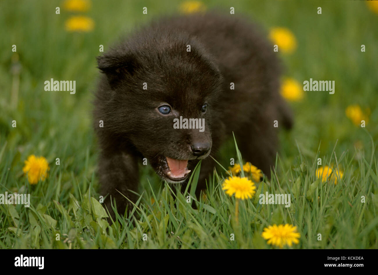 Wolf pup, Canis lupus, in spring meadow, Montana, USA Stock Photo