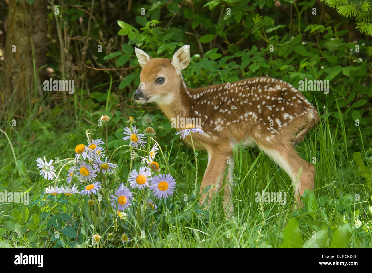 White-tailed Deer Fawn, Odocoileus virginianus, in clearing with wildflowers, Montana, USA Stock Photo