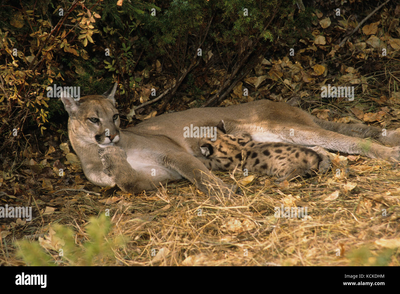 Cougar mother & 5-week-old kitten, Puma concolor, Montana, USA Stock Photo