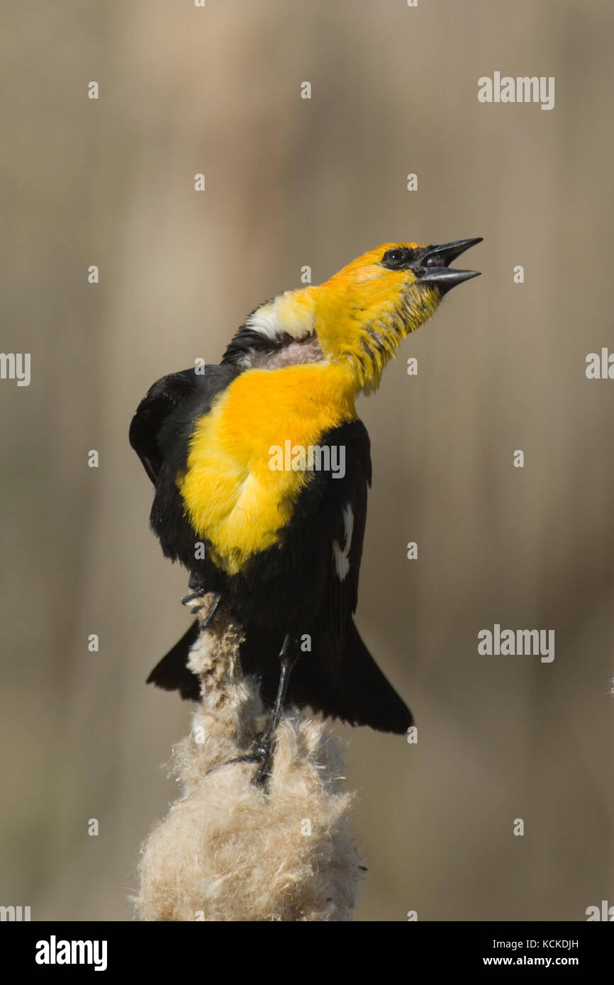 Male Yellow-headed Blackbird, Xanthocephalus xanthocephalus,  perches on cattail in marsh and sings to advertise  ownership of his territory. sakatchewan, Canada Stock Photo