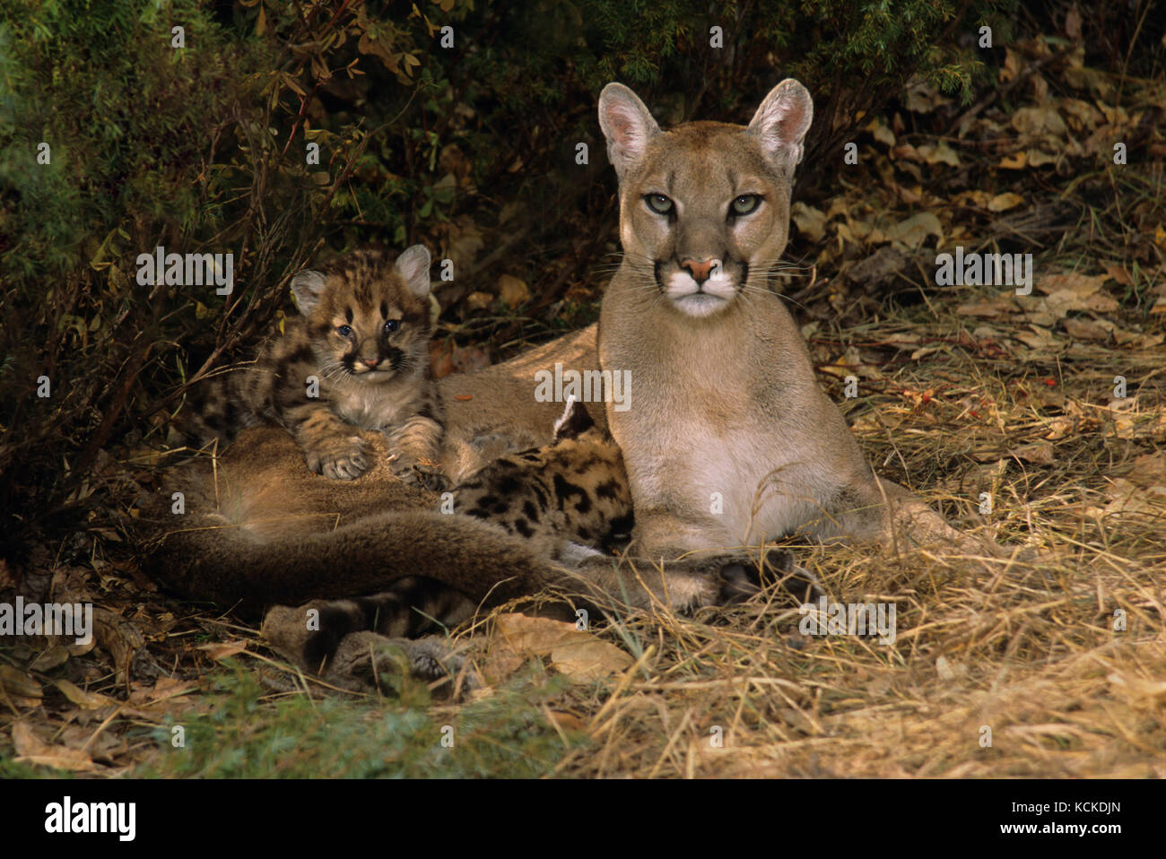 Cougar mother & 5-week-old kittens, Puma concolor, Montana, USA Stock Photo
